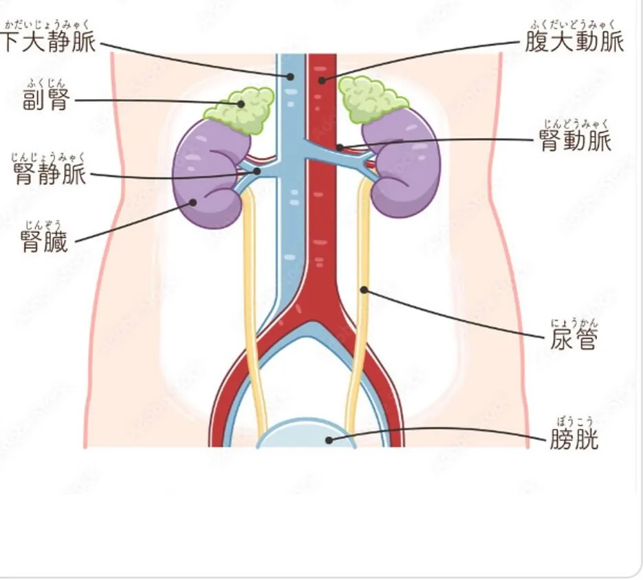 副腎疲労について‼️